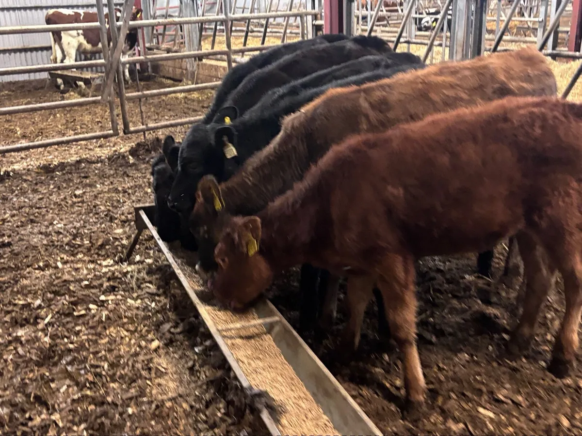 6 weanling heifers for sale @€570 - Image 1