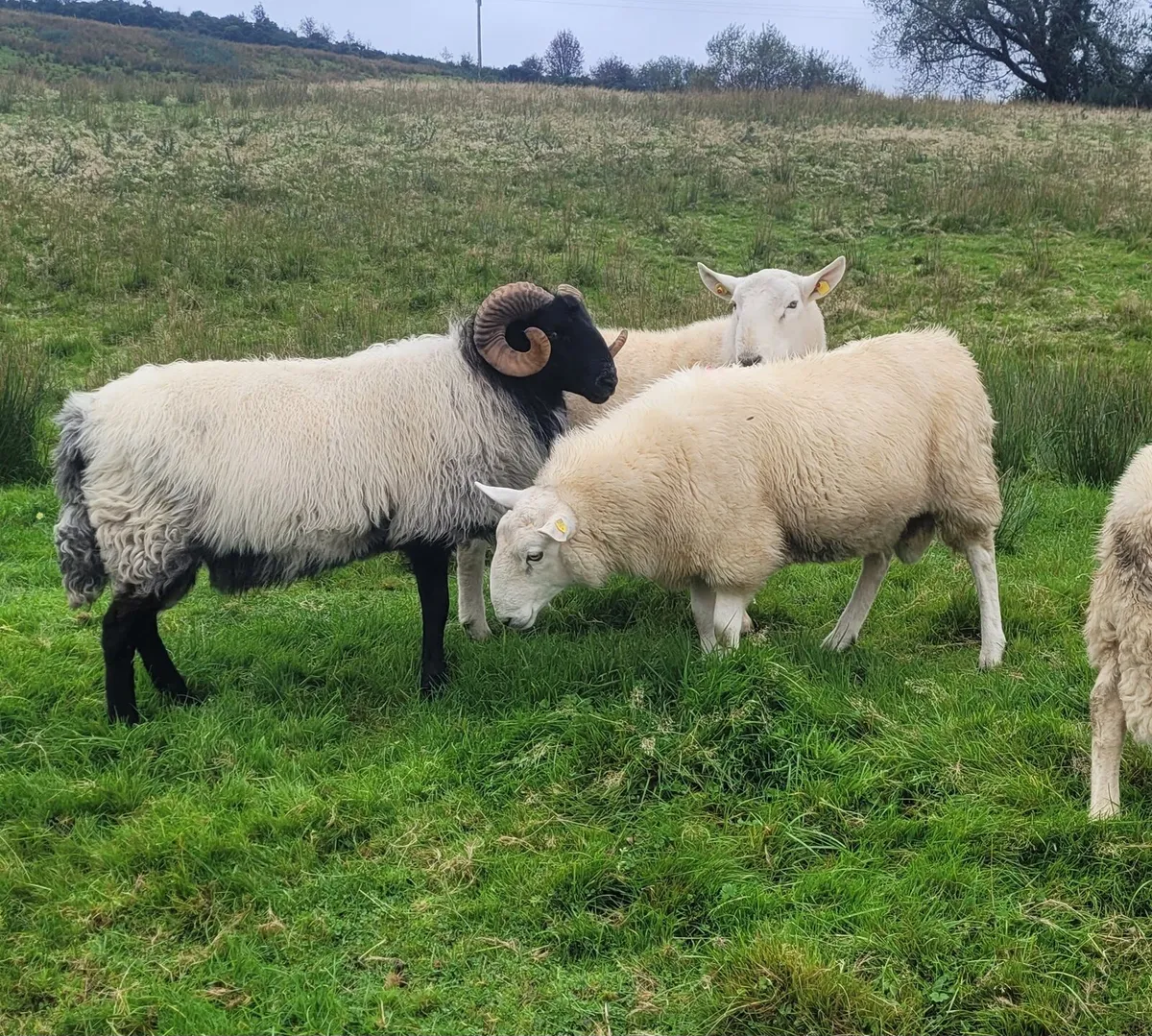 Cheviot Rams Mayo Blackface Rams - Image 1