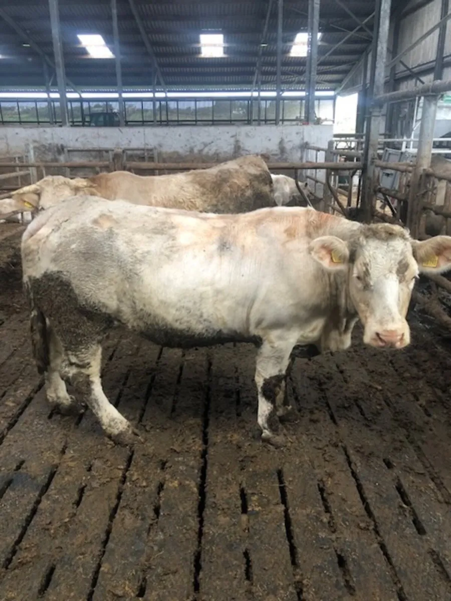 Pedigree Charolais Cows and Calves Updated - Image 1