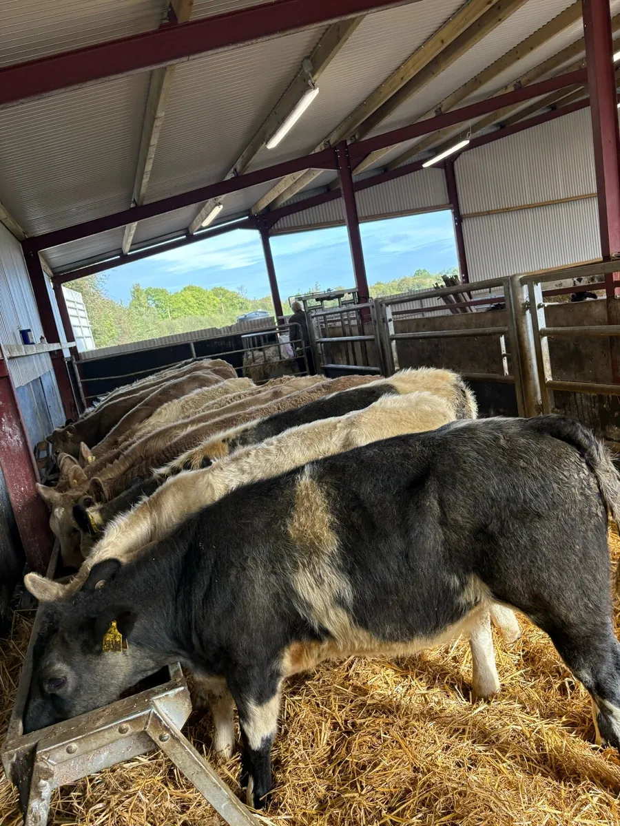 16 super 250kg continental heifer Weanlings 🔥🔥 - Image 1