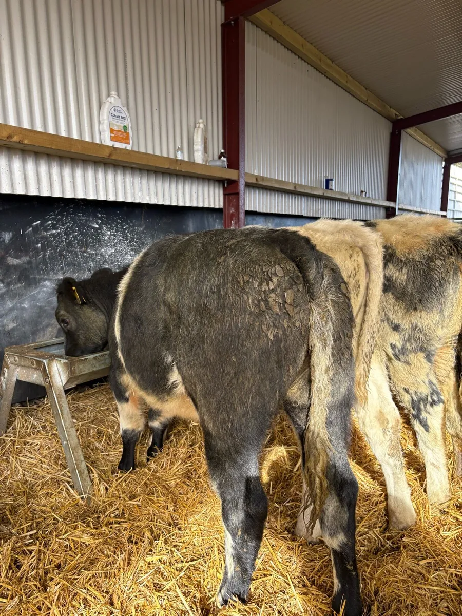 16 super 250kg continental heifer Weanlings 🔥🔥 - Image 2