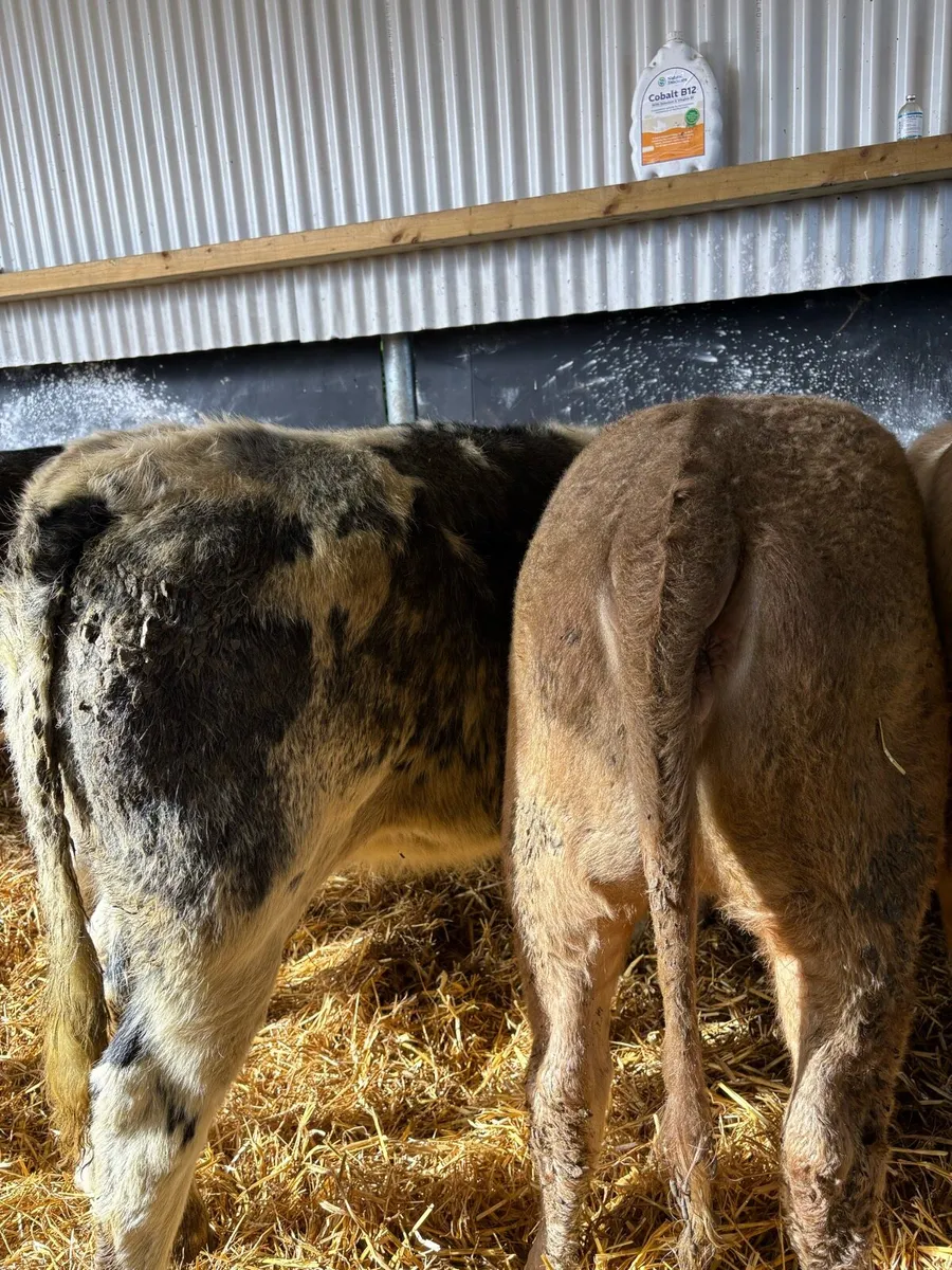 16 super 250kg continental heifer Weanlings 🔥🔥 - Image 3