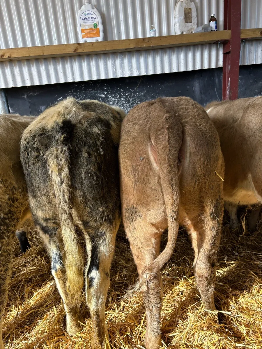 16 super 250kg continental heifer Weanlings 🔥🔥 - Image 4