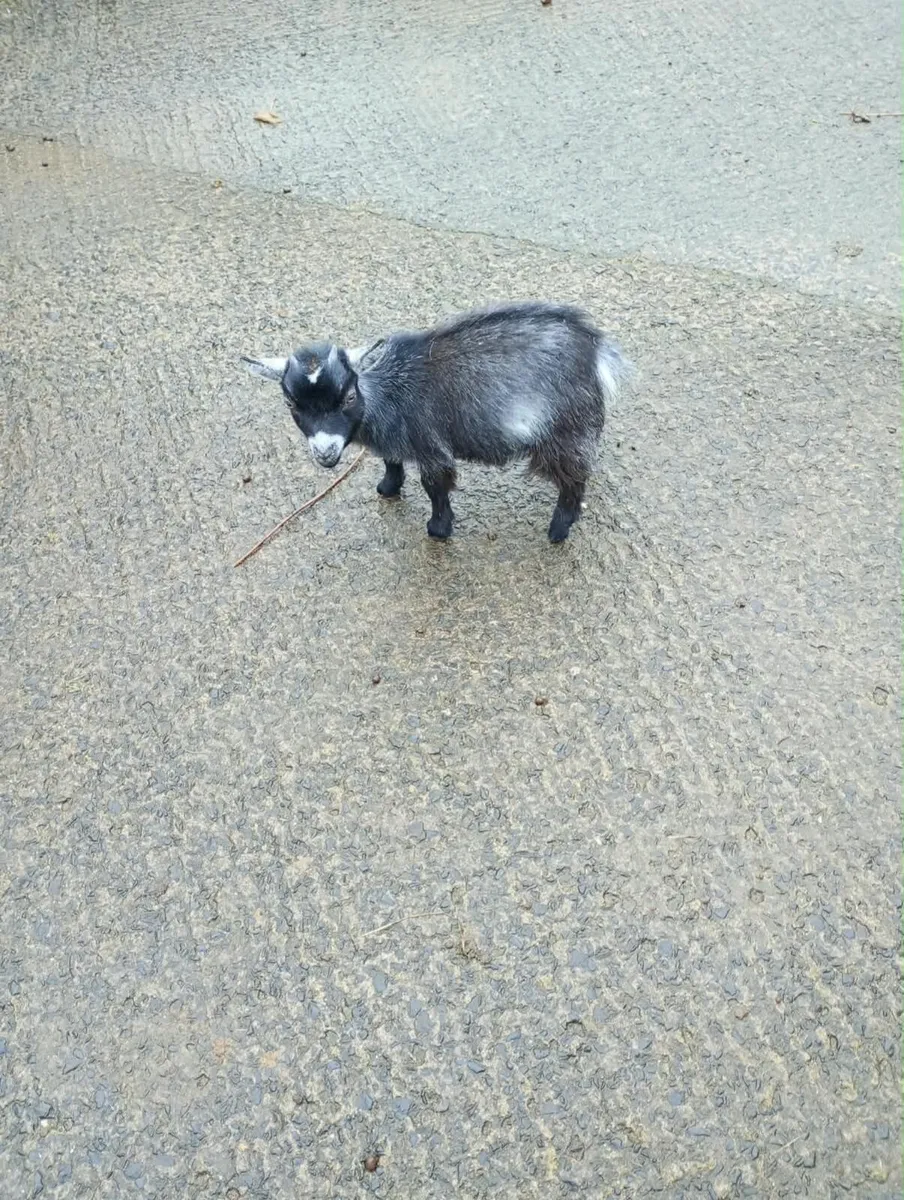 Pygmy Goats for sale male £100, female £200 - Image 1