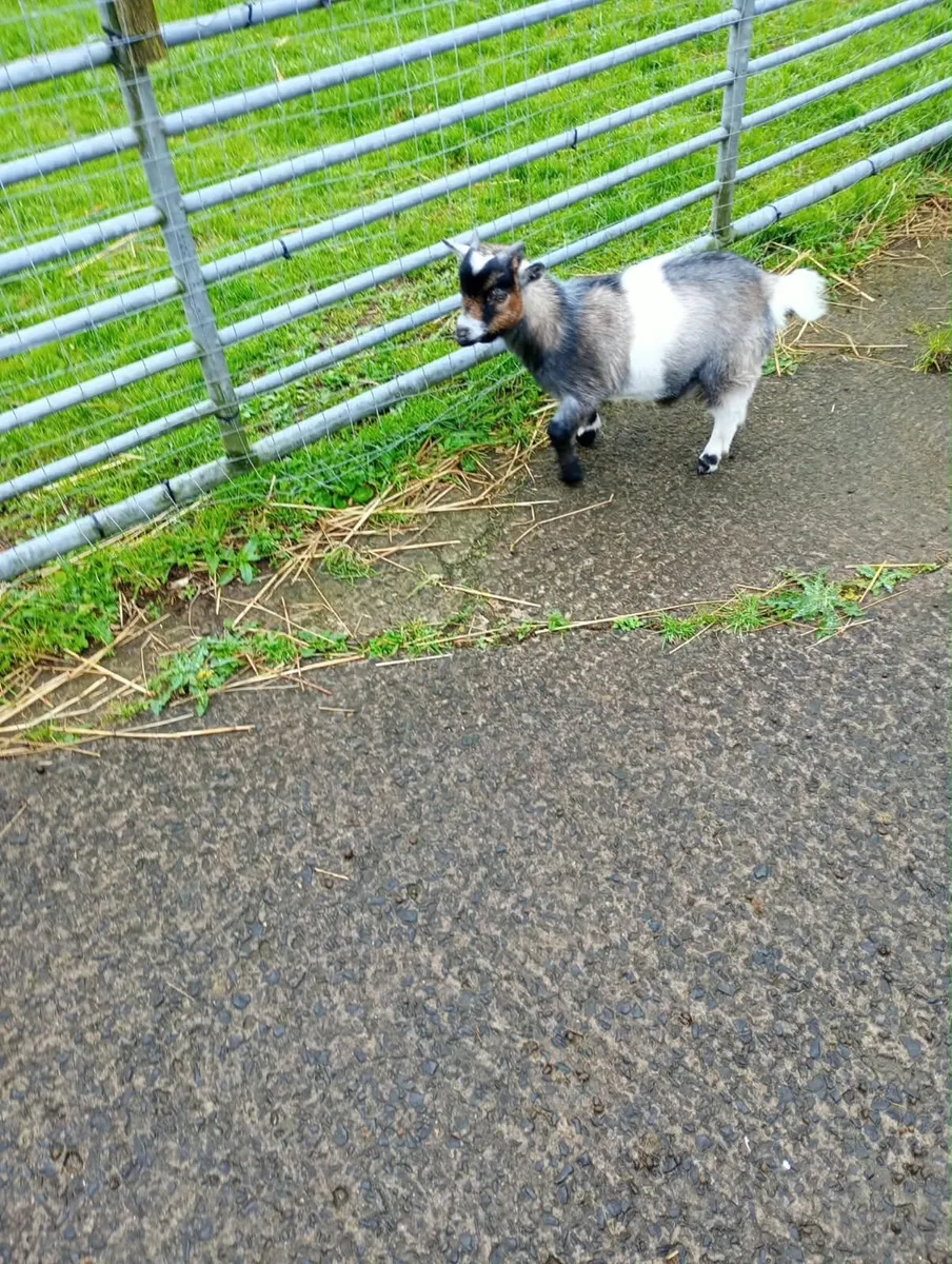 Pygmy Goats for sale male £100, female £200 - Image 3