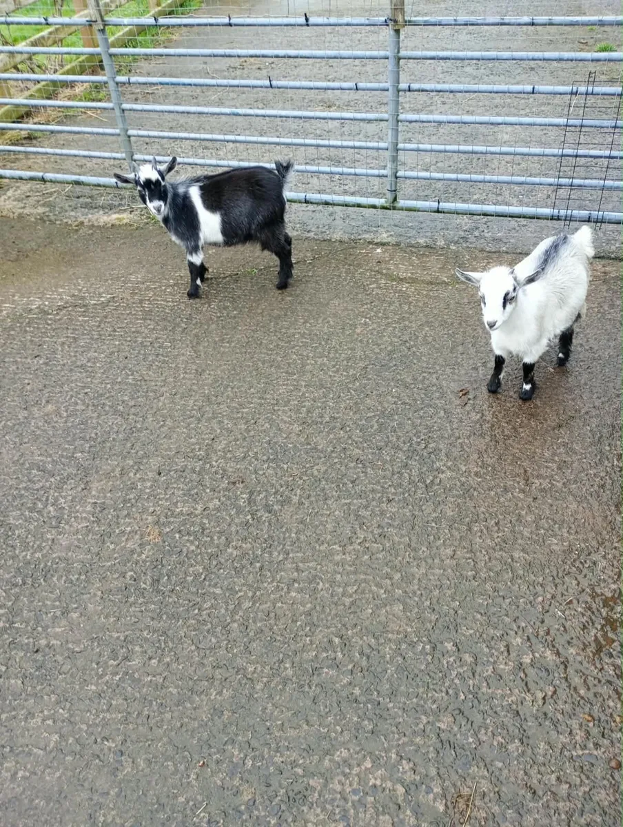 Pygmy Goats for sale male £100, female £200 - Image 2