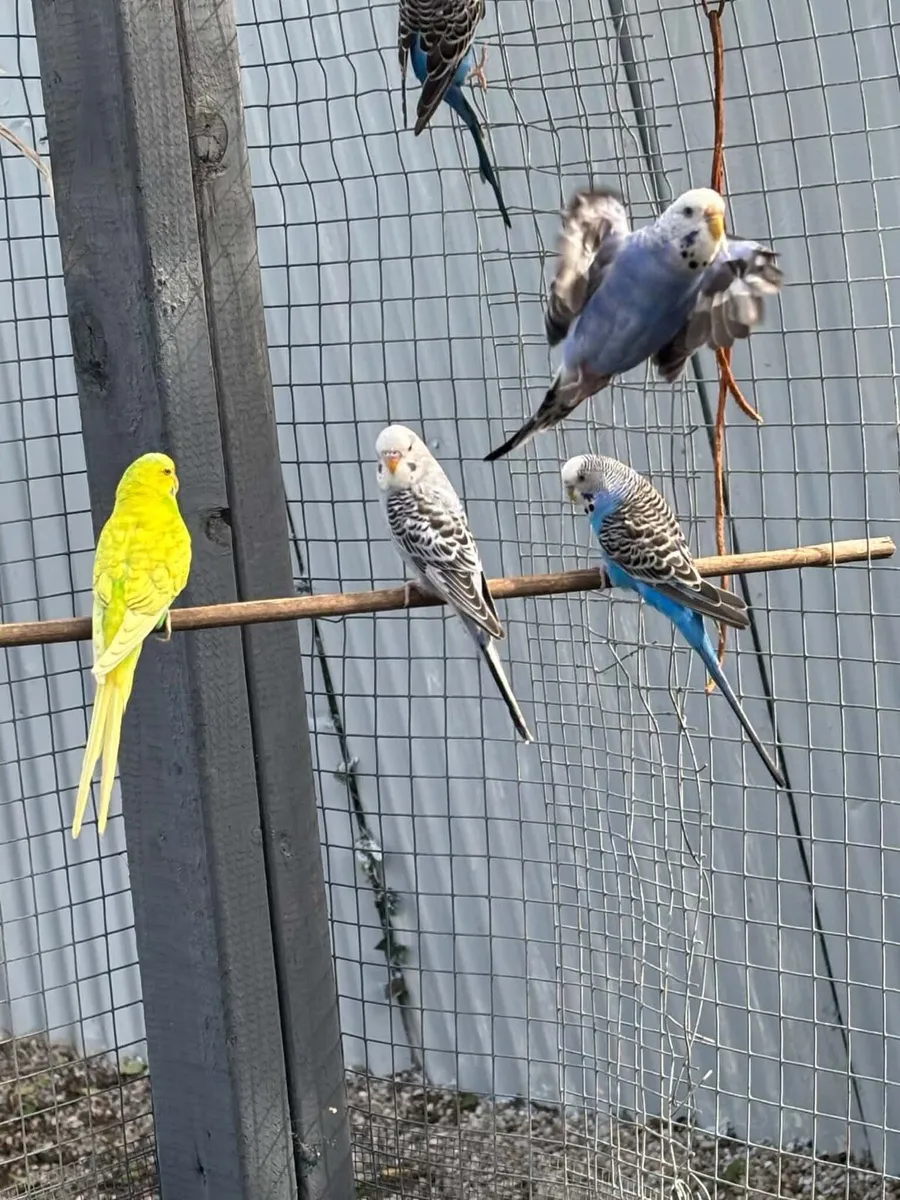 budgies - Image 1