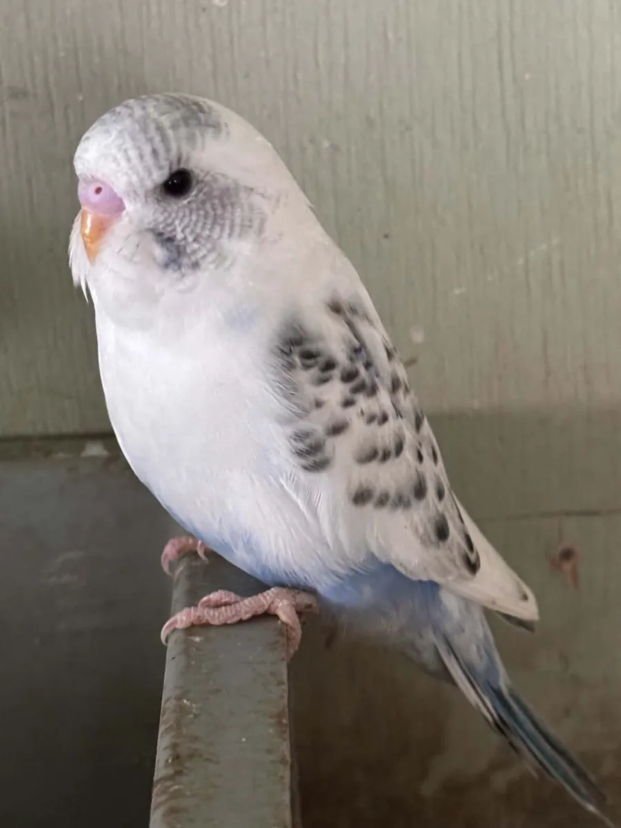 budgies - Image 2
