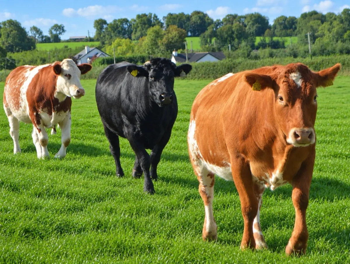 In calf heifer sale 24th Oct Ballymahon Mart - Image 1