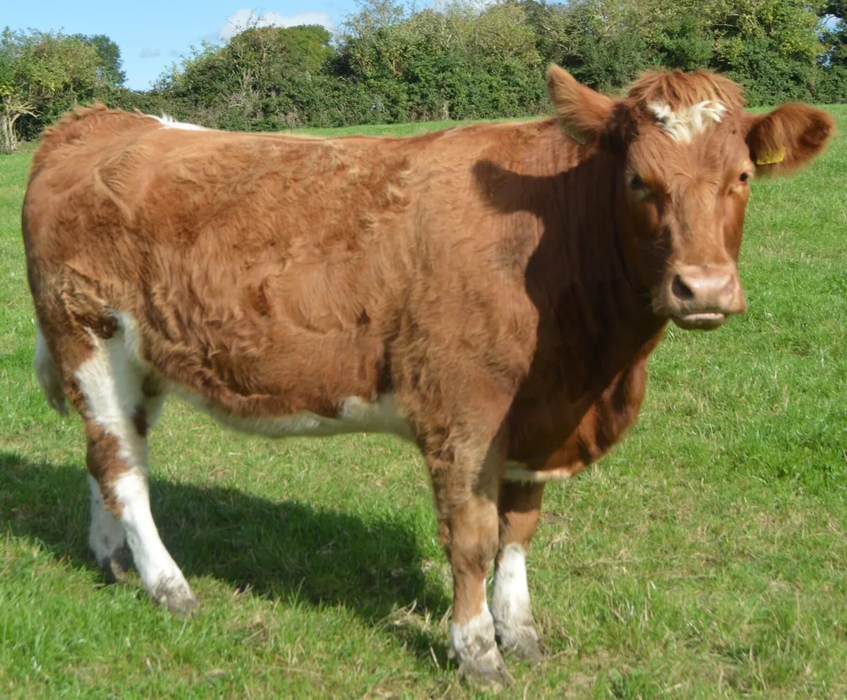 In calf heifer sale 24th Oct Ballymahon Mart - Image 2