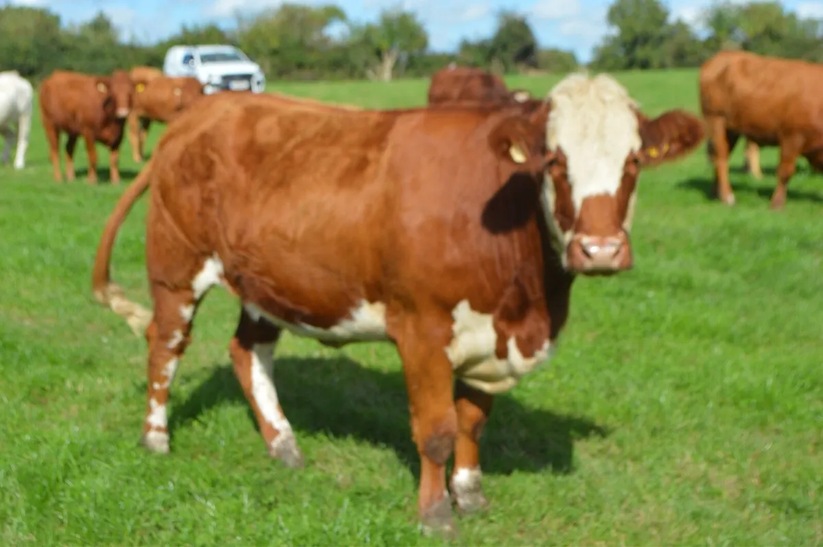 In calf heifer sale 24th Oct Ballymahon Mart - Image 3
