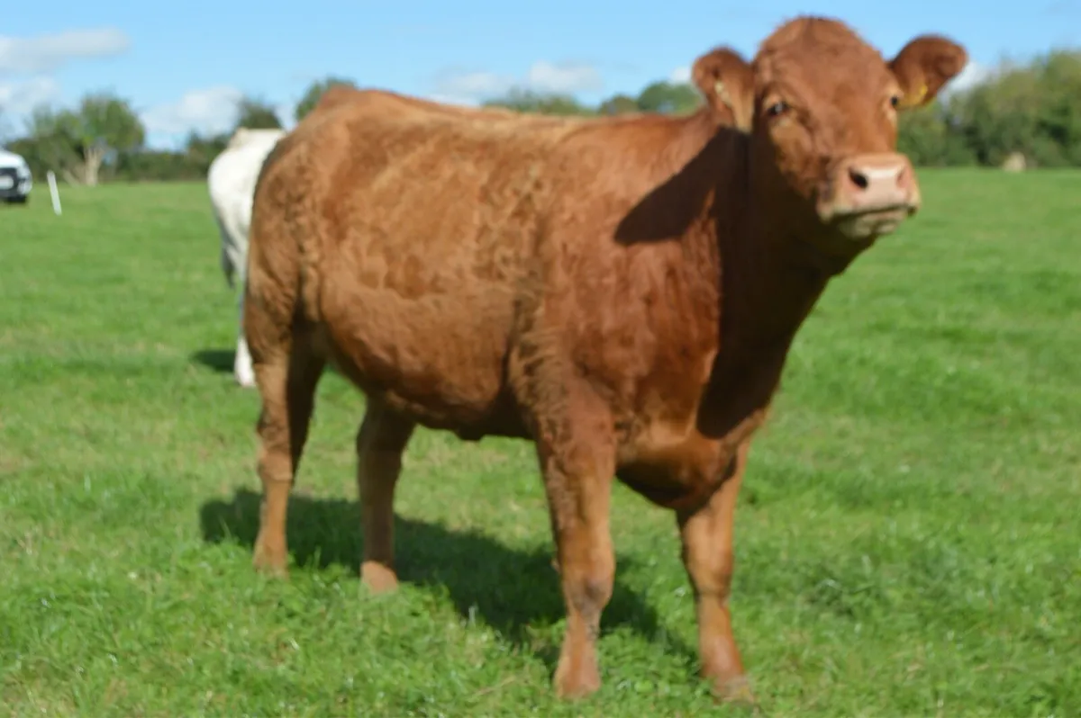 In calf heifer sale 24th Oct Ballymahon Mart - Image 4