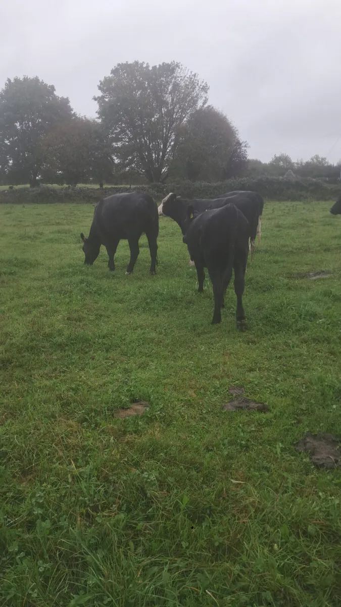 25 born heifers - Image 4