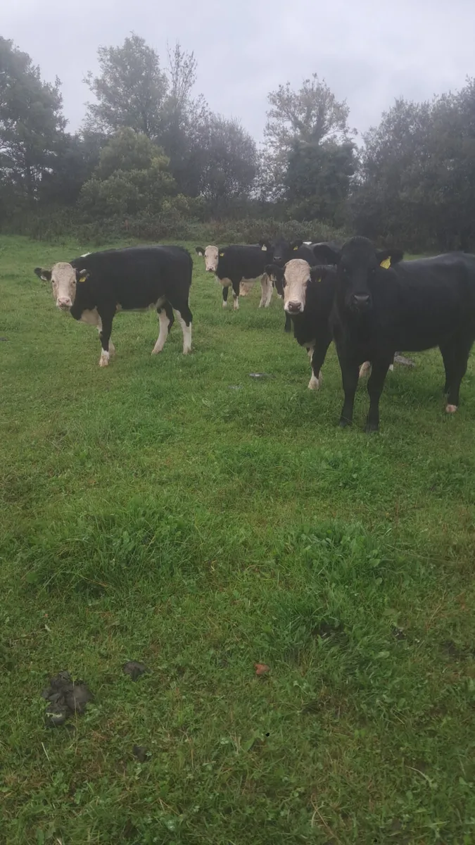 25 born heifers - Image 3