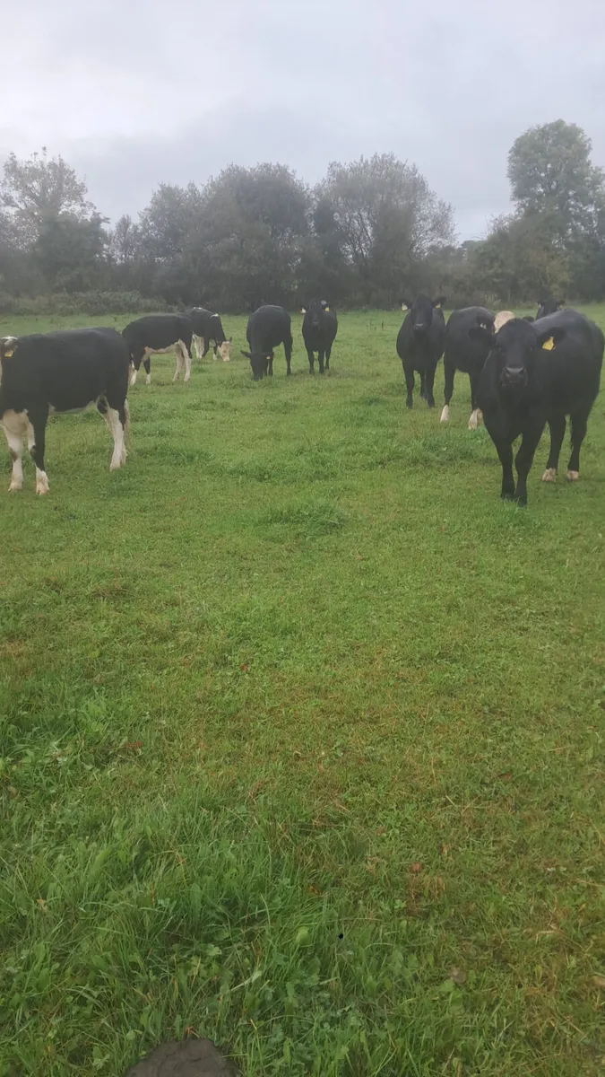 25 born heifers - Image 1