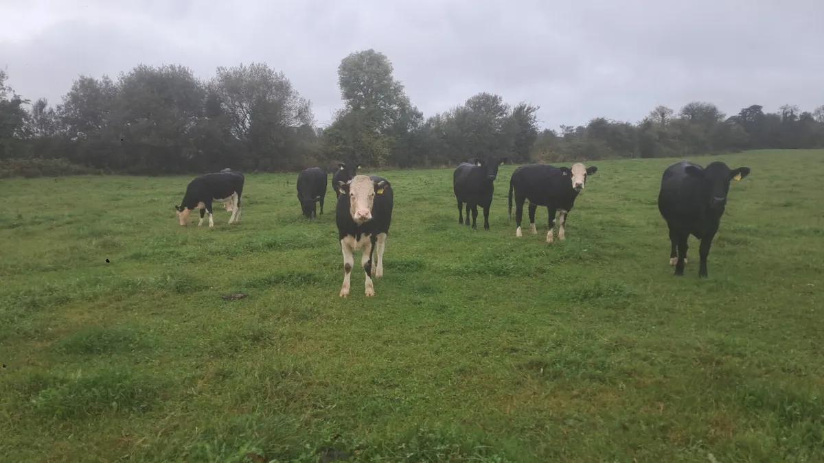 25 born heifers - Image 2