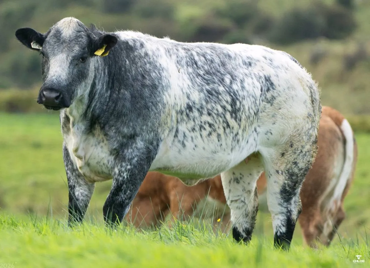 Quality Breeding Maiden Heifers - Image 4