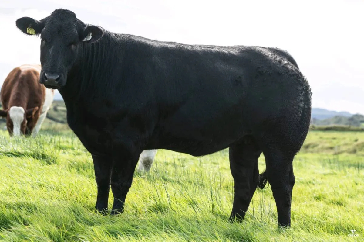 Quality Breeding Maiden Heifers - Image 3