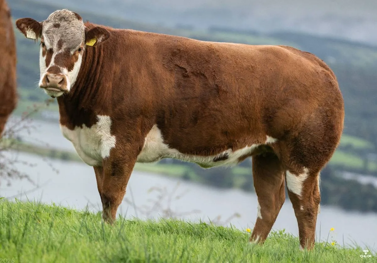 Quality Breeding Maiden Heifers - Image 1