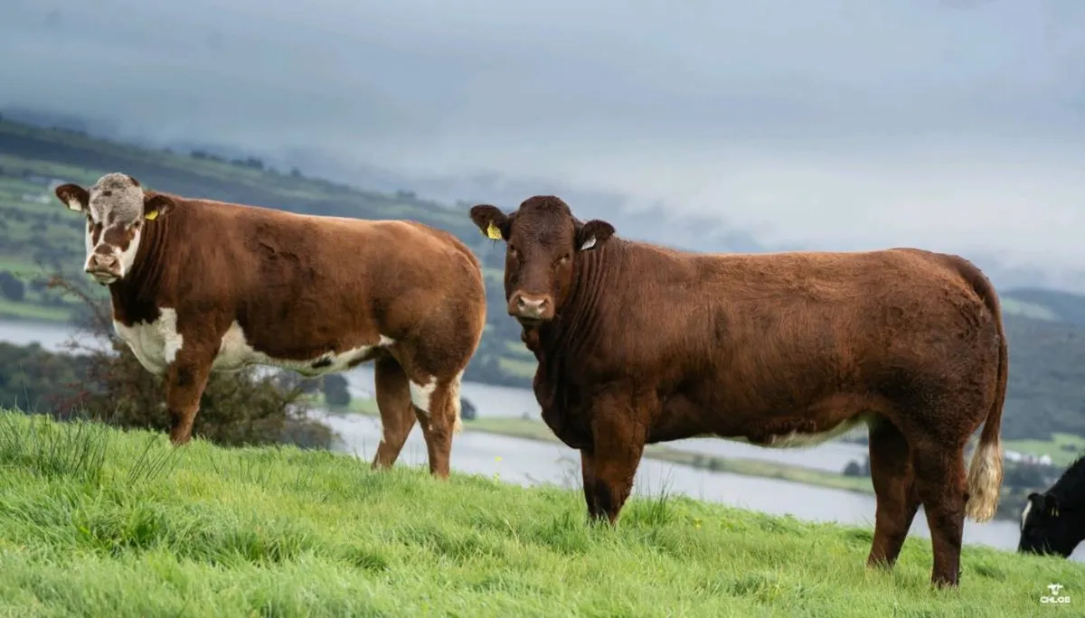 Quality Breeding Maiden Heifers - Image 2