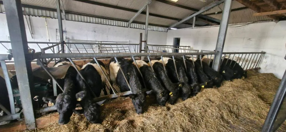 Weanling heifers - Image 1