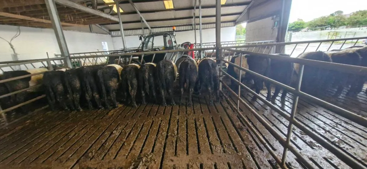 Weanling heifers - Image 2