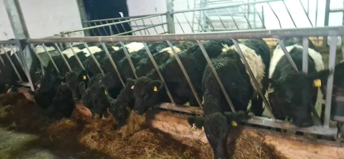 Weanling heifers - Image 3