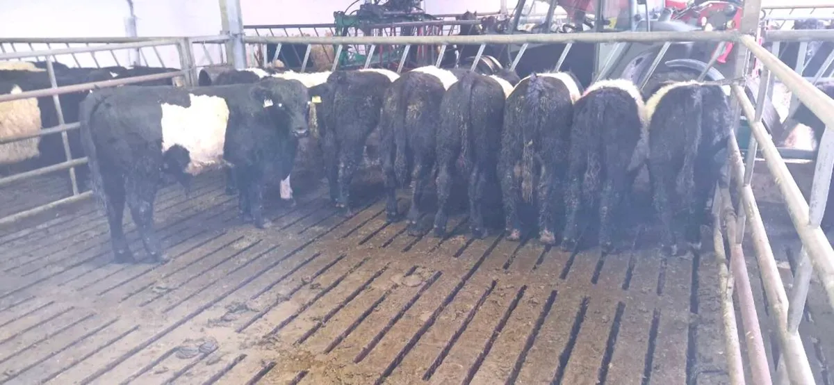 Weanling heifers - Image 4