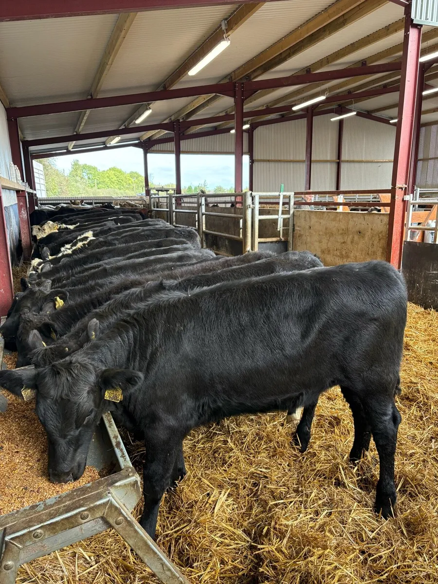 23 top quality 250kg heifer Weanlings 🔥 - Image 1