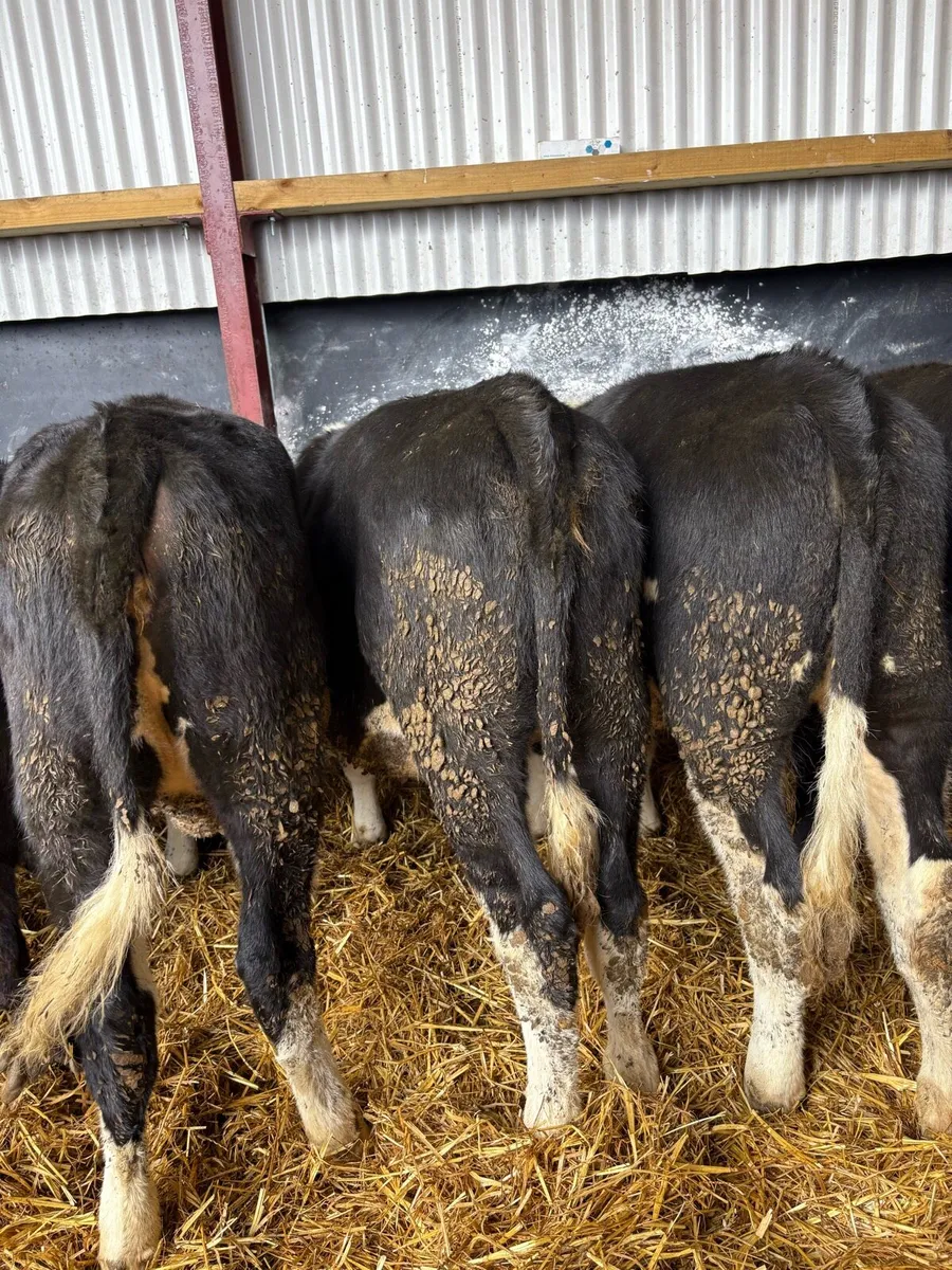 23 top quality 250kg heifer Weanlings 🔥 - Image 2