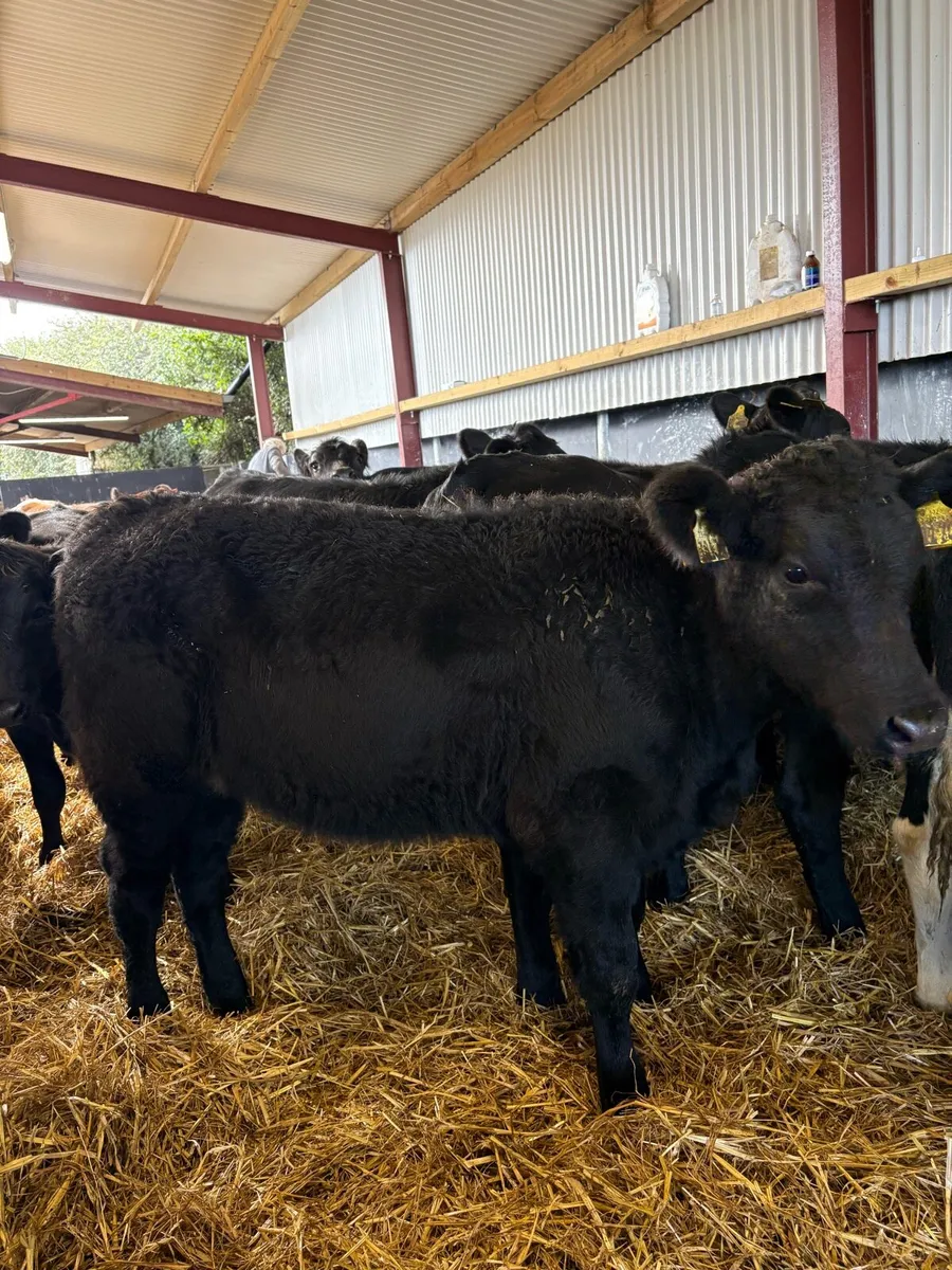 23 top quality 250kg heifer Weanlings 🔥 - Image 3