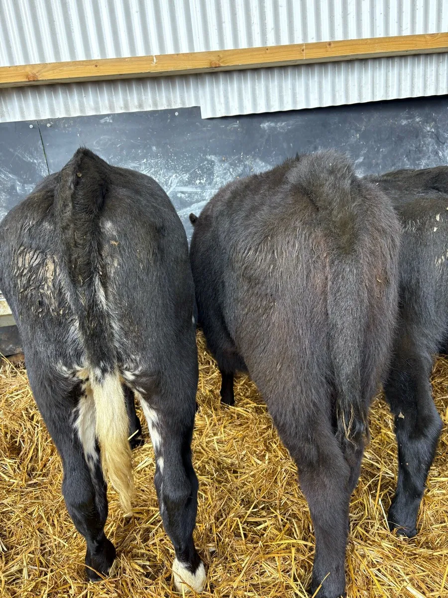 23 top quality 250kg heifer Weanlings 🔥 - Image 4