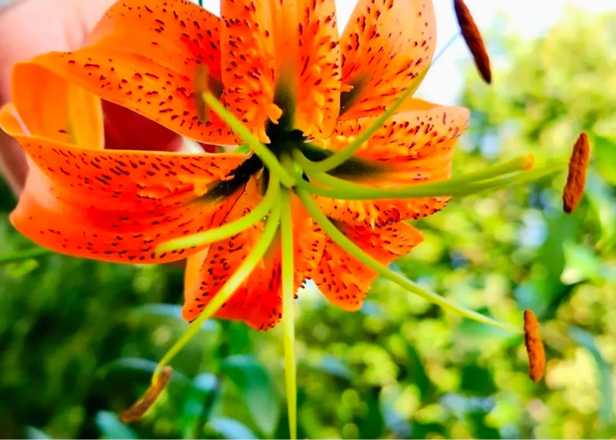 Plants - Image 2
