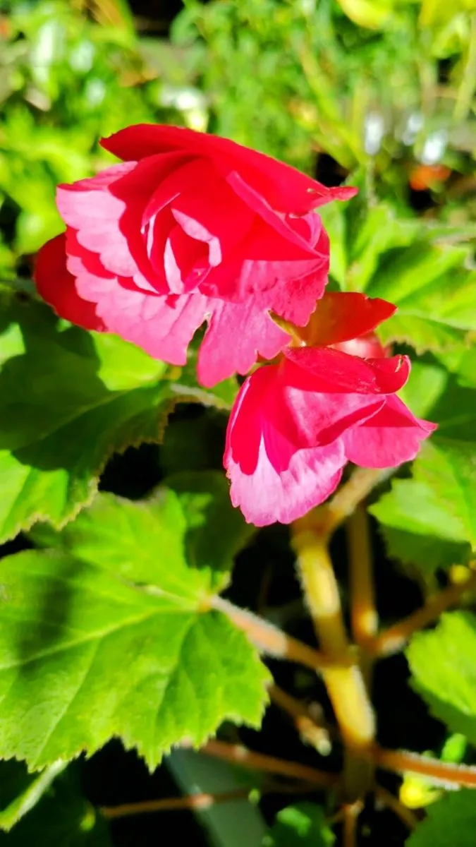 Plants - Image 4