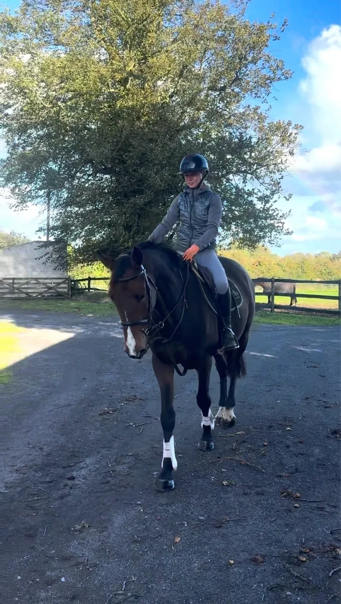 4 yo athletic gelding - Image 2