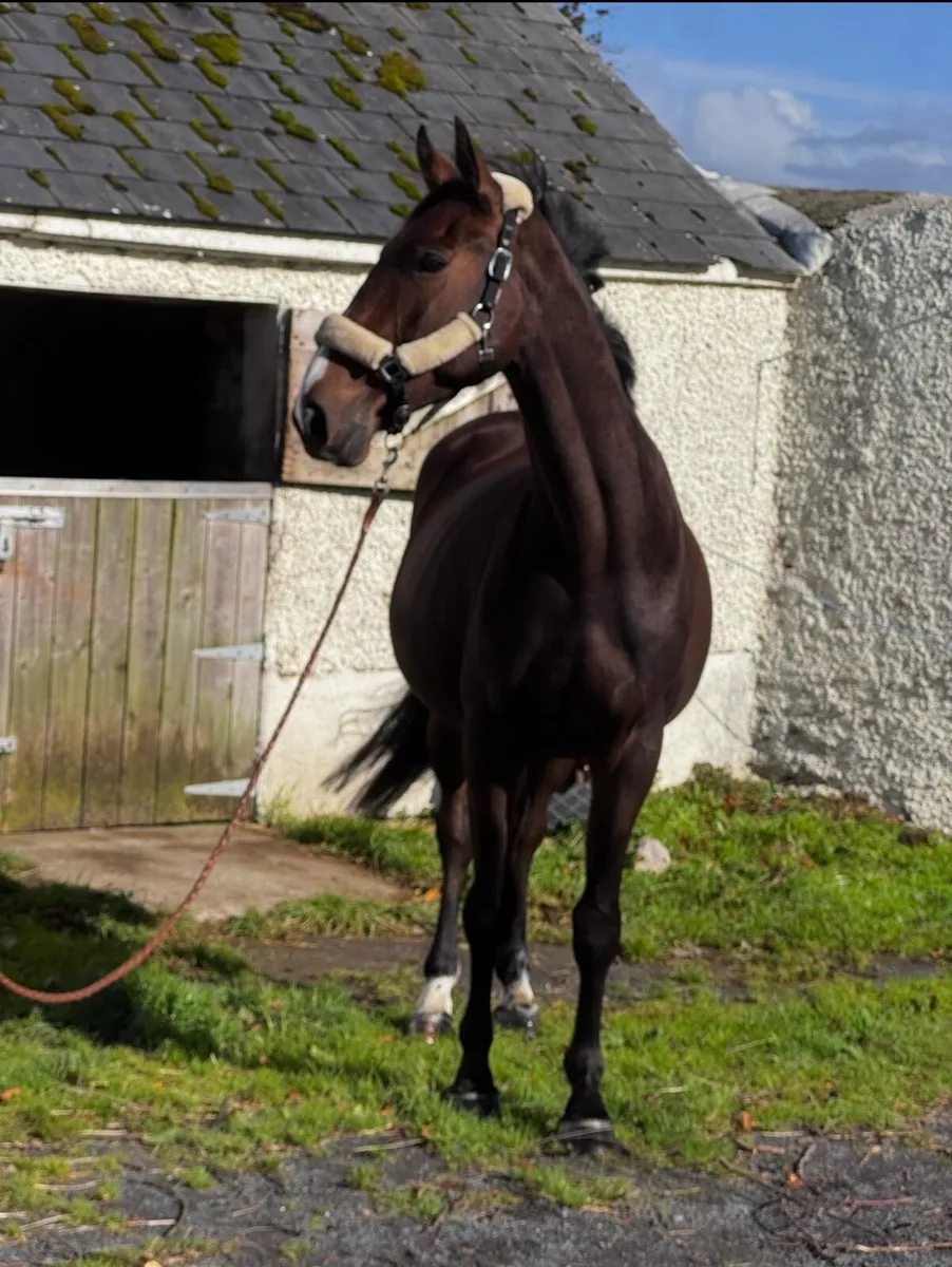 4 yo athletic gelding - Image 1