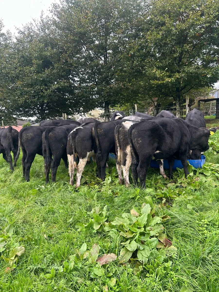 Blue Weanlings - Image 2