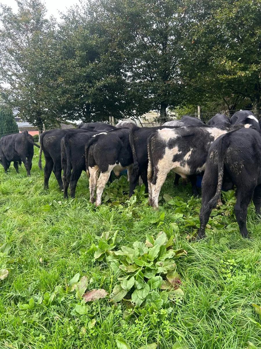 Blue Weanlings - Image 1