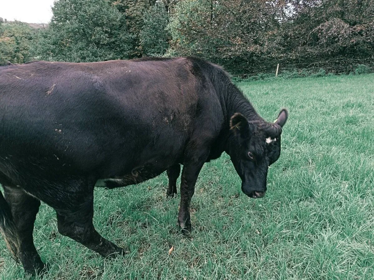 Cow - Image 2