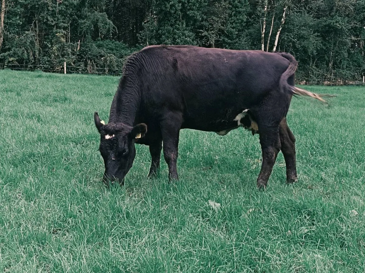 Cow - Image 3