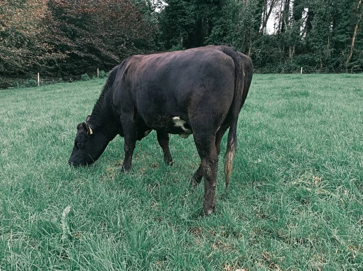 Cow - Image 4