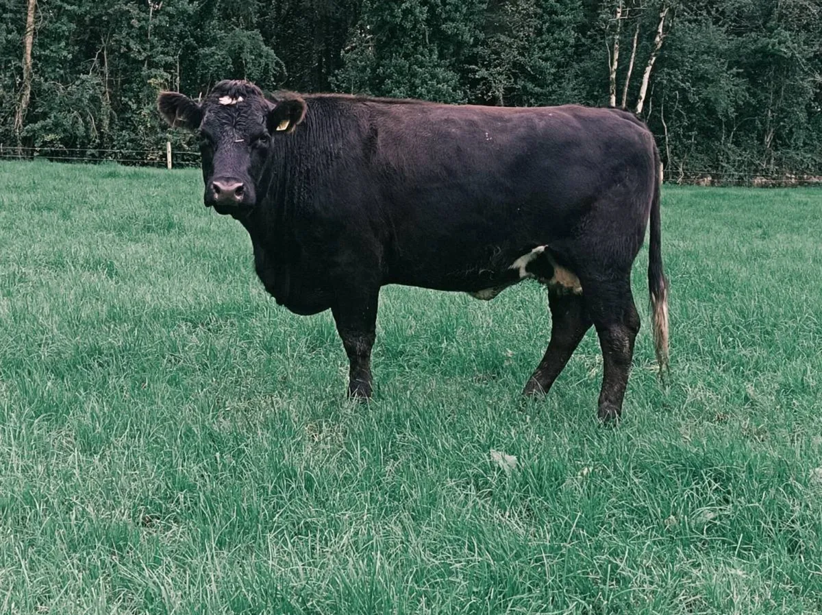 Cow - Image 1