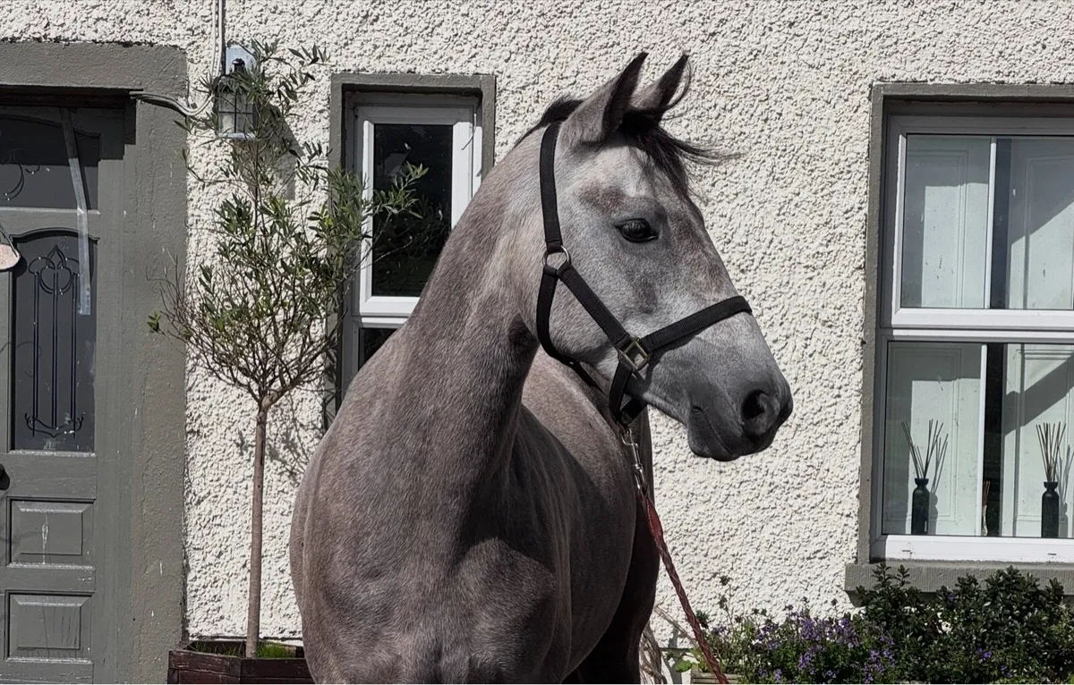 4 yo Connemara mare - Image 1