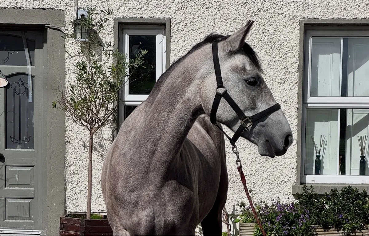 4 yo Connemara mare - Image 2