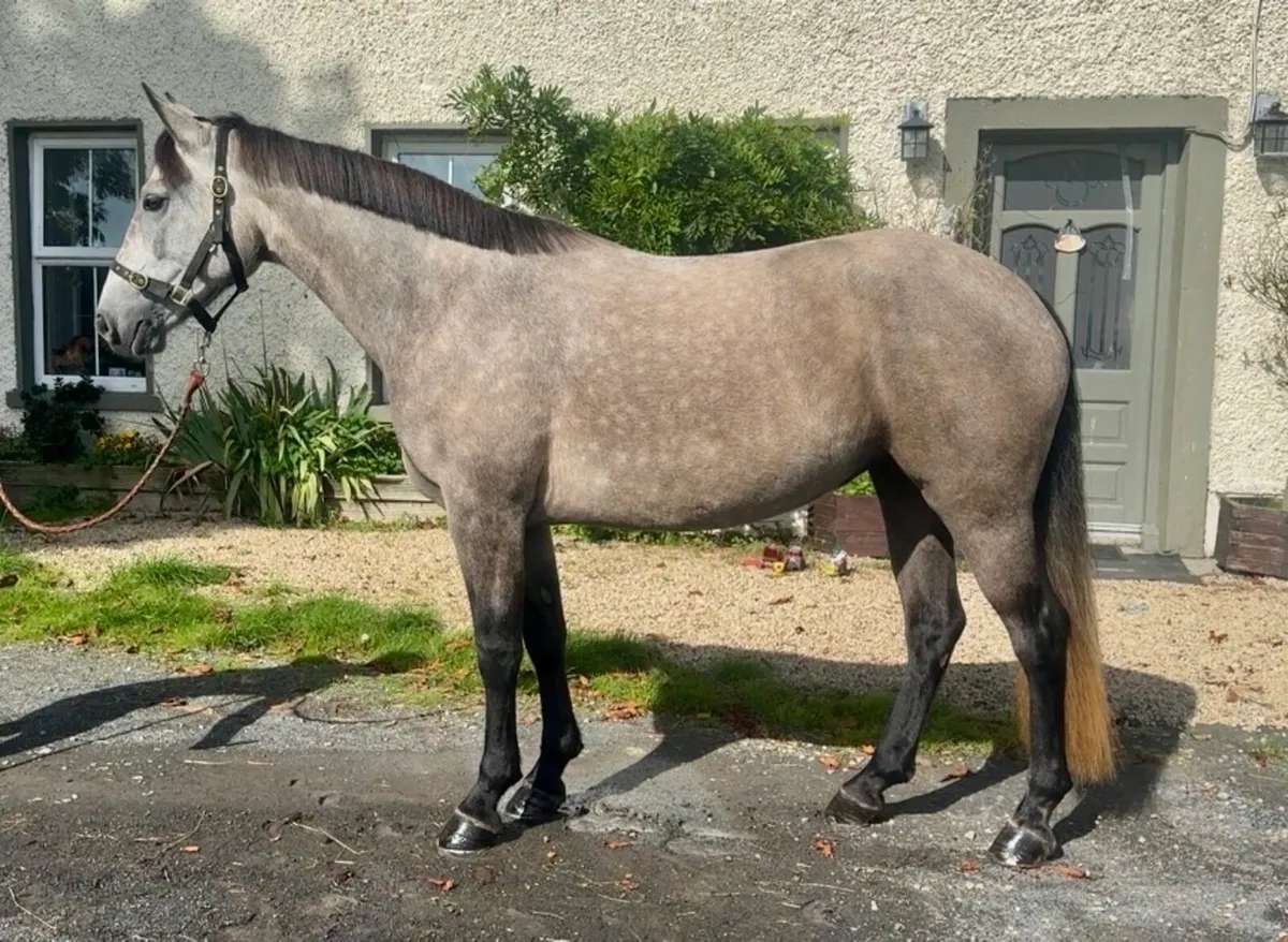 4 yo Connemara mare - Image 3