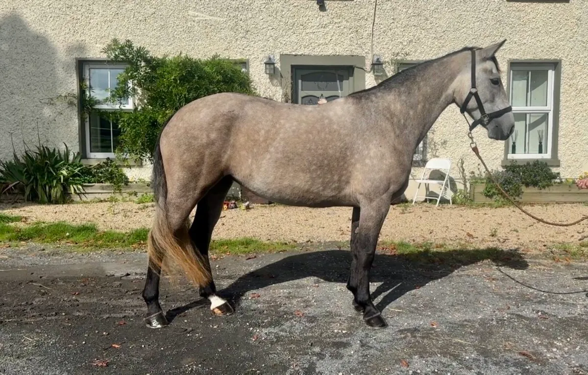 4 yo Connemara mare - Image 4