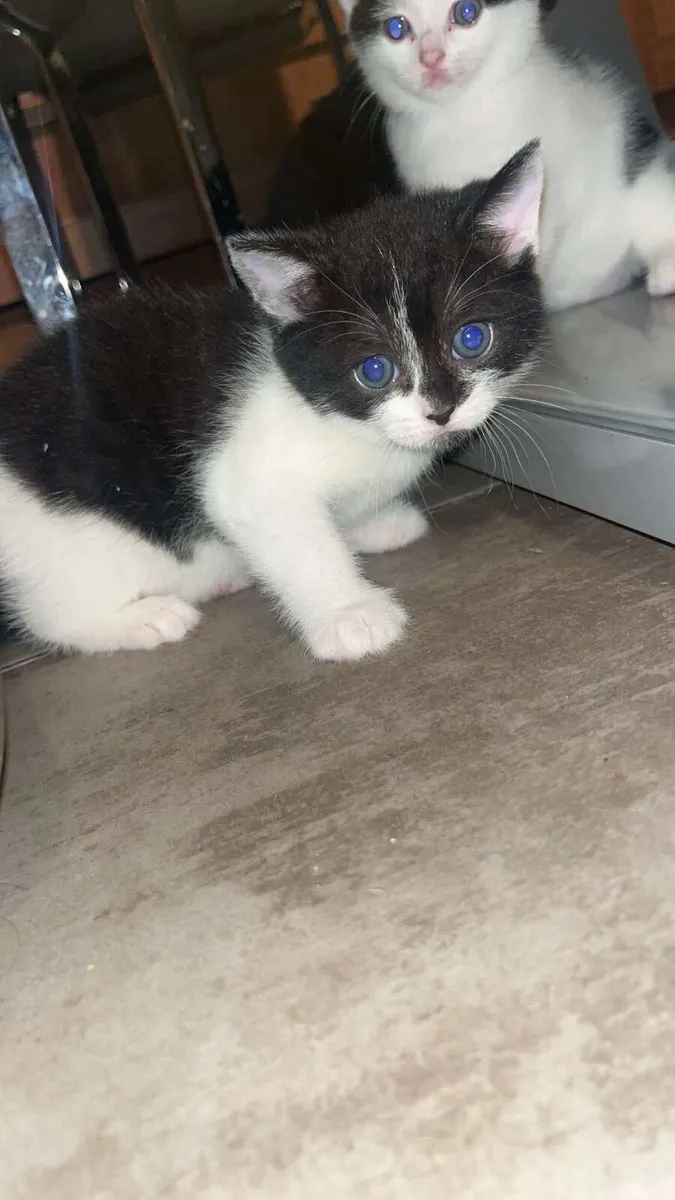Kittens - Image 3