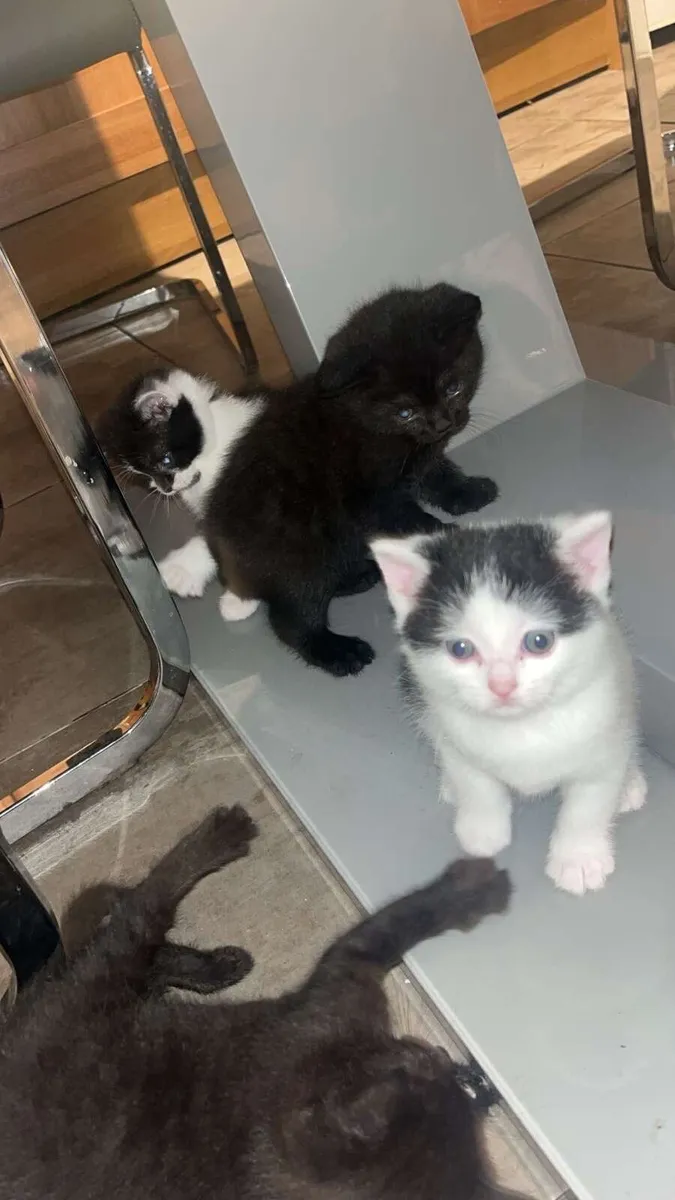 Kittens - Image 4