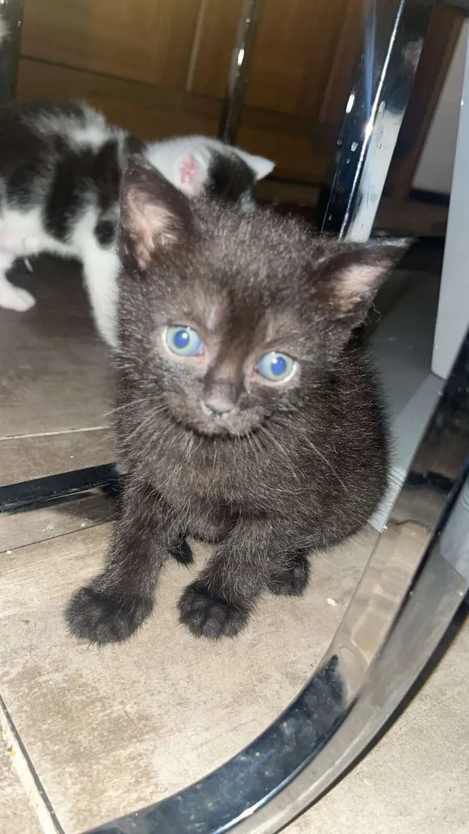 Kittens - Image 1