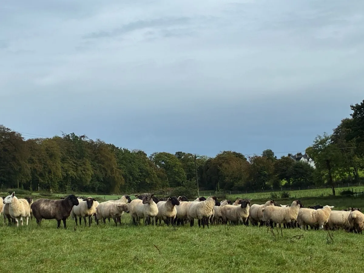 Hogget sheep - Image 4